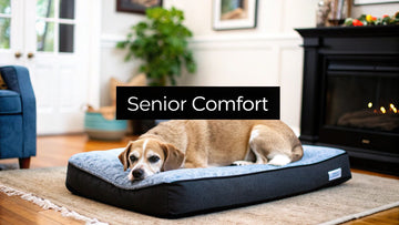 Best Orthopedic Dog Beds for Senior Dogs