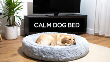 Your Guide to Solving Dog Bed Anxiety