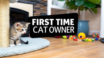 First Time Cat Owner Your Ultimate Guide