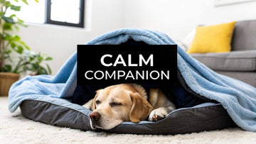 Anxiety Blanket For Dogs: Your Complete Calming Guide