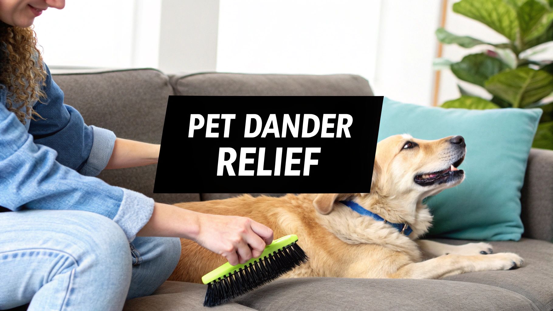 Pet Dander Allergy Relief That Actually Works