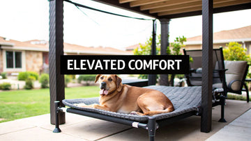 Choosing the Best Dog Raised Bed