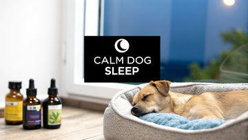 Top Dog Sleep Aid 2025: Calm Beds & Supplements for a Good Night