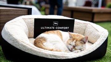 7 Best Plush Cat Bed Options for Ultimate Comfort in 2025