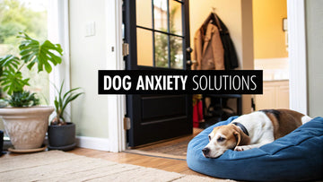 Dog Separation Anxiety Solutions That Work