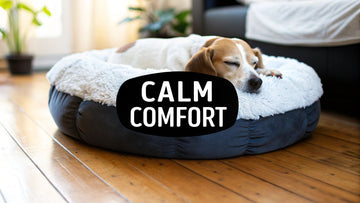 Find the Best Calming Bed for Dogs – Soothe Your Pup Today