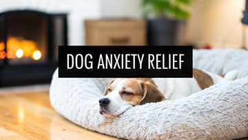 Finding Calm Dog Anxiety Relief Products