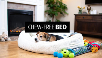 How to Stop Dog from Chewing Bed: Effective Tips & Tricks