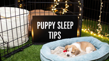 6 Essential Puppy Sleep Training Tips for 2025