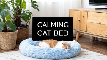 Find the Best Calming Bed for Cats Your Feline Loves