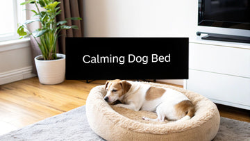 Find the Best Calming Dog Bed for Your Anxiety-Prone Pup