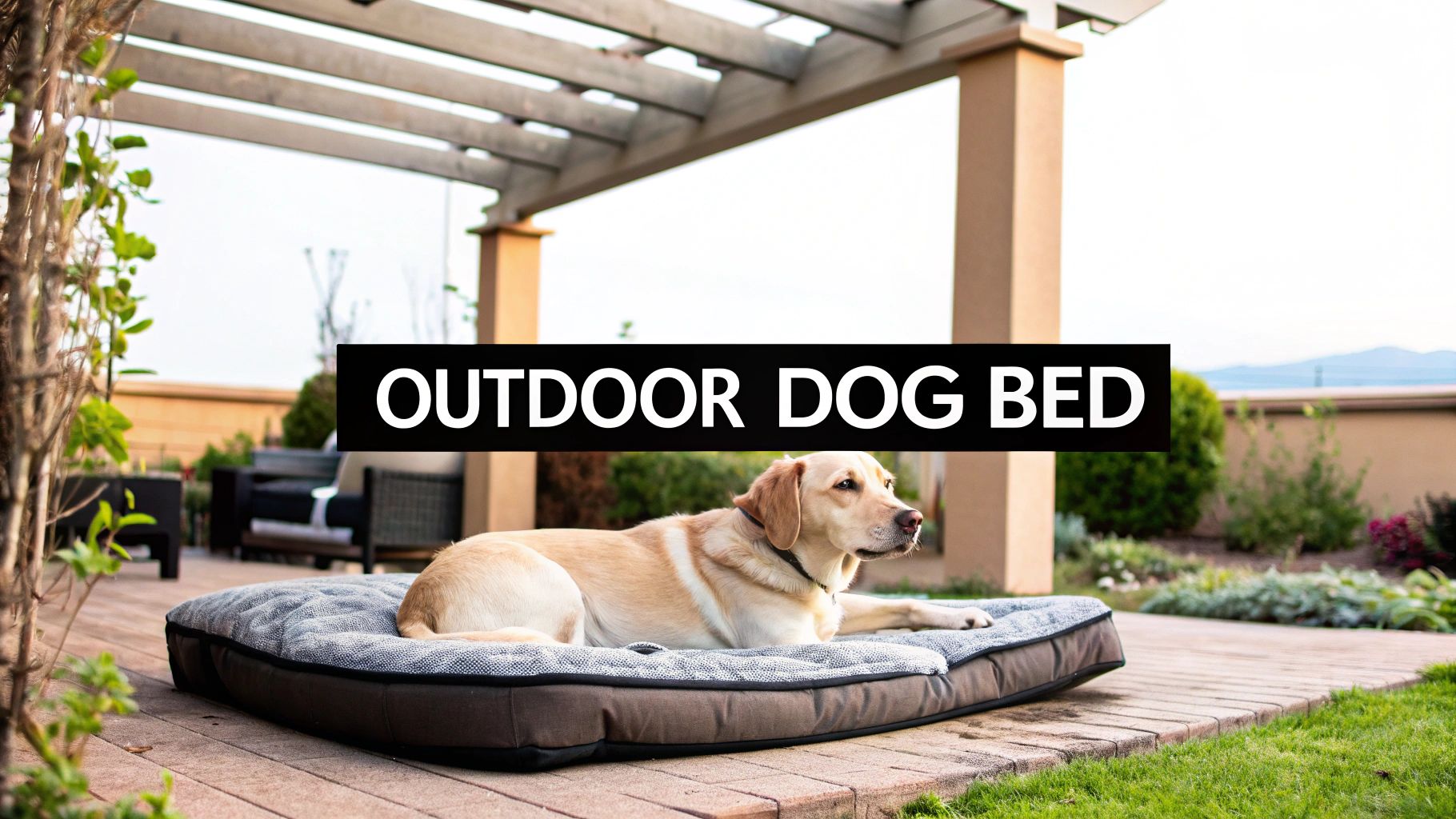 Choosing the Best Dog Bed for Outside