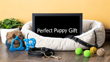 Top Gift for New Puppy: Find the Perfect Present Today