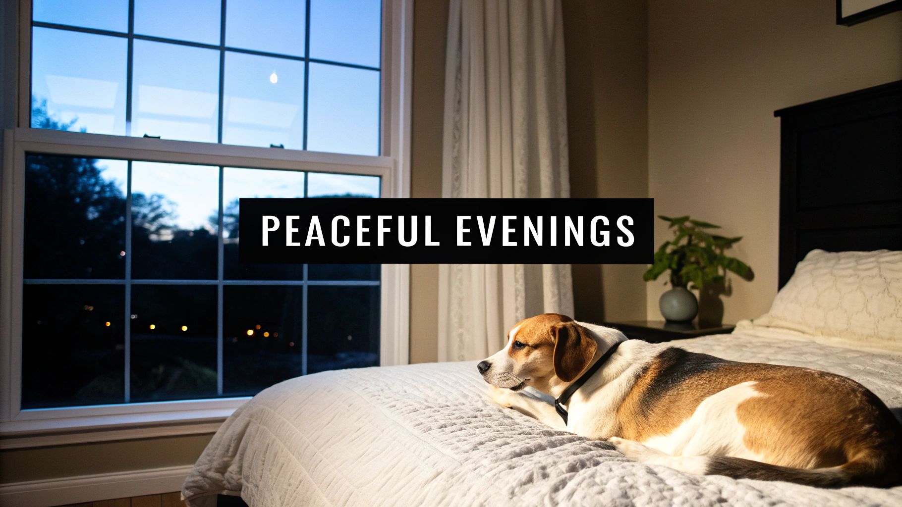 Dog Won't Sleep at Night? Your Guide to Peaceful Evenings