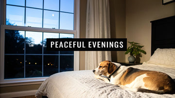 Dog Won't Sleep at Night? Your Guide to Peaceful Evenings