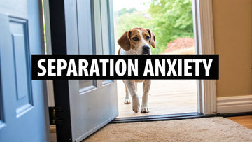 What Causes Dog Separation Anxiety?