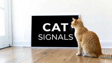 Mastering Cat Behavior Interpretation