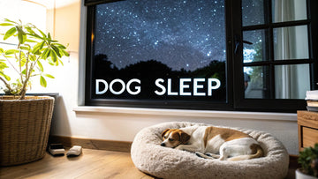 Solve Your Dog Sleep Problems Today | Expert Tips