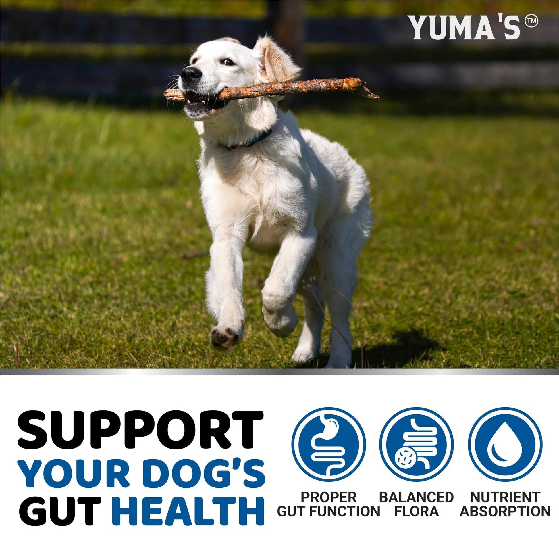 Do Not Sell On Amazon Probiotics For Dogs And Digestive Enzymes 170 Dog Probiotics Chews Pet Fiber Supplement Anti Diarrhea Upset Stomach & Gas Relief Constipation Canine Prebiotic - Flufer Store